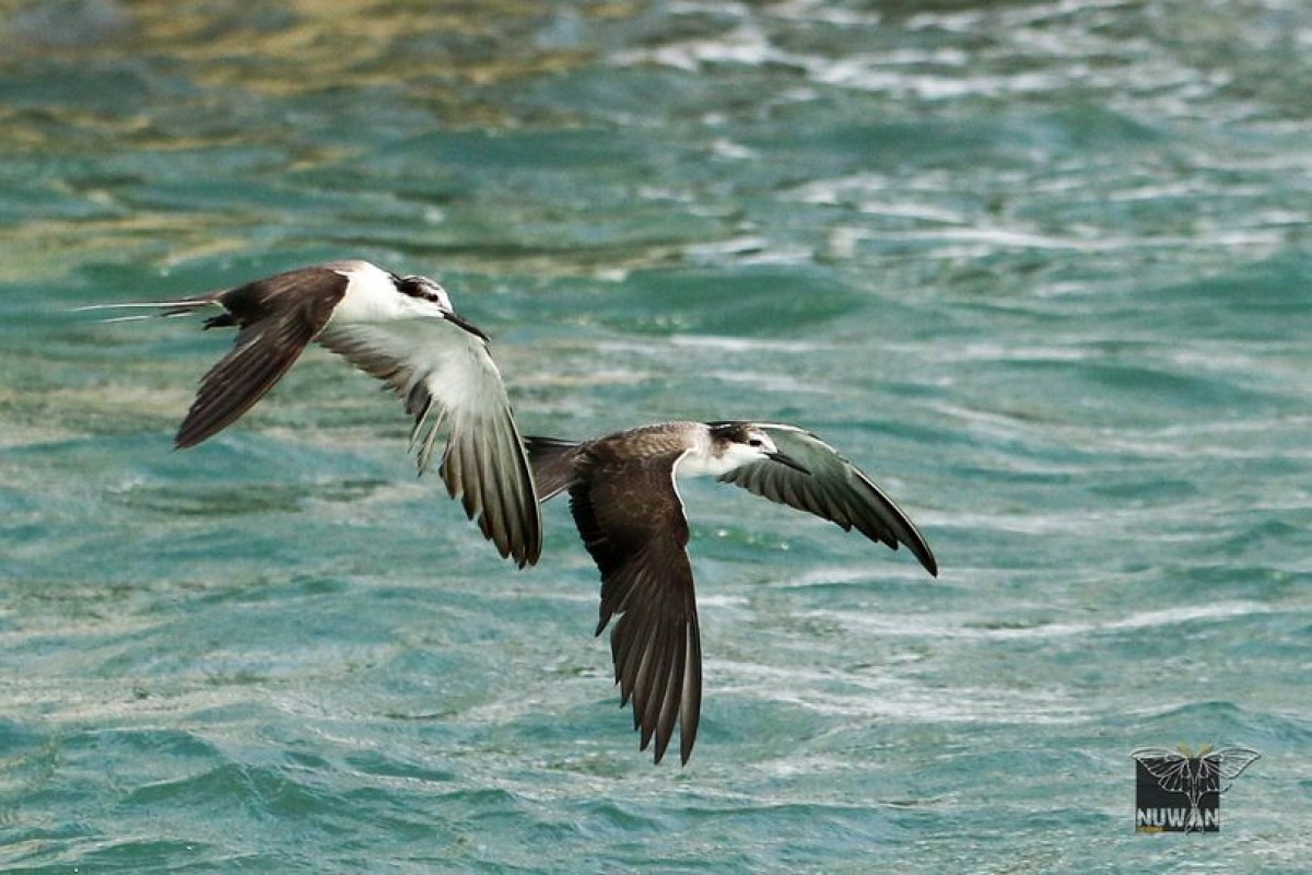 Laridae